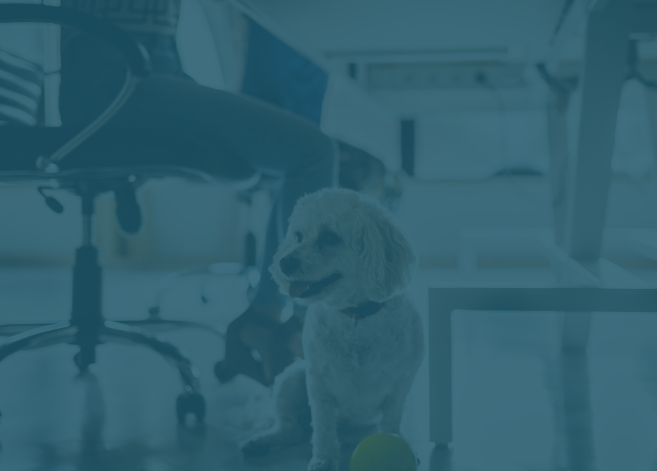 Three60’s Hiring — Must love dogs